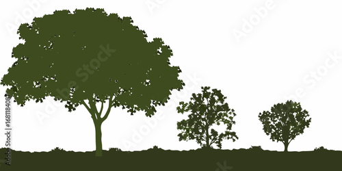 Three green trees of varying sizes on a white background
