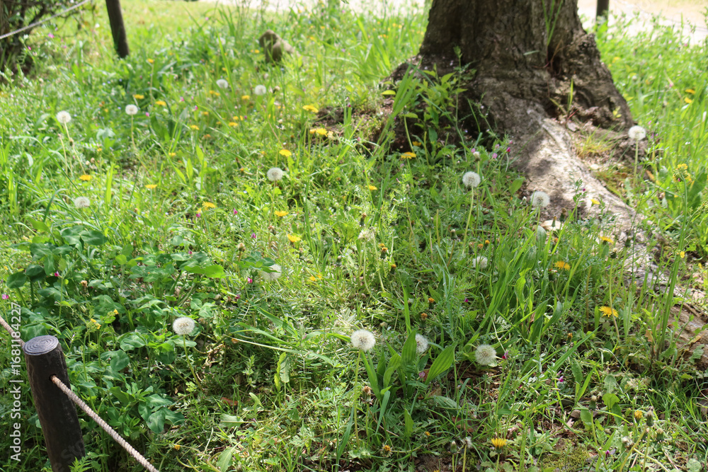 Obraz premium A patch of grass with dandelions (Taraxacum officinale) at different stages, from bright yellow flowers to white seed heads, with green foliage and a tree trunk in the foreground.
