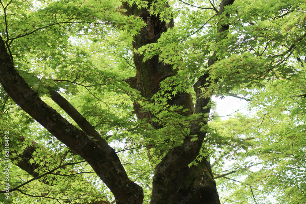 Fototapeta premium Japanese Zelkova tree (Zelkova serrata) with vase-shaped crown, serrated green leaves, and smooth gray bark. Native to Japan, Taiwan, and China, used as a street and shade tree.