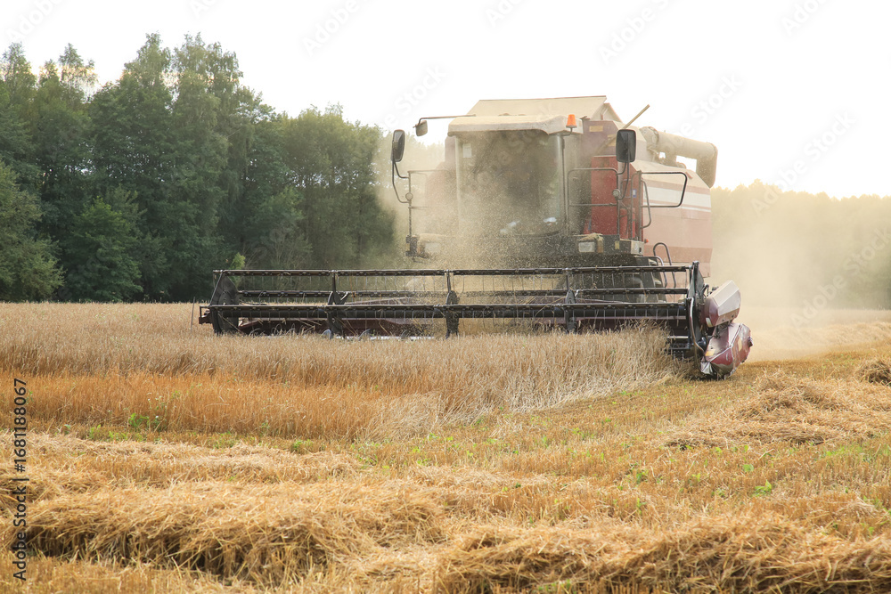 Fototapeta premium Combine harvester harvest ripe wheat on a farm