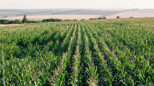 Drone footage of cornfields with cover crops and no-till farming. Soil health and sustainable food production