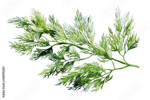 fresh dill isolated on white