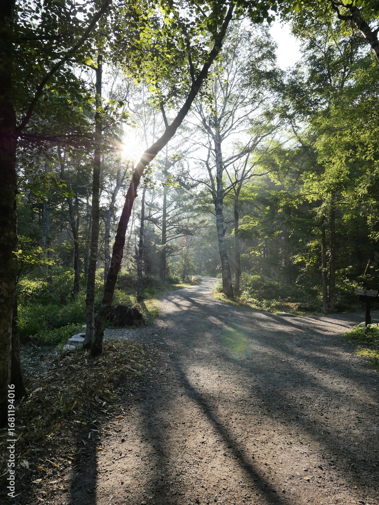 Fototapeta premium Serene Forest Pathway with Sunlight Filtering Through Trees