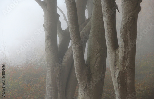 Misty forest tree trunks in autumn fog natural atmospheric woodland background with mystery mood