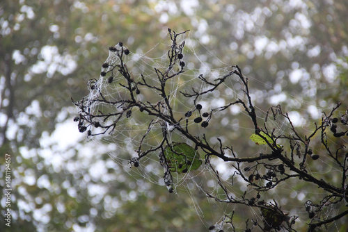 Dry tree branches with spider webs in autumn forest spooky natural background with cobweb texture