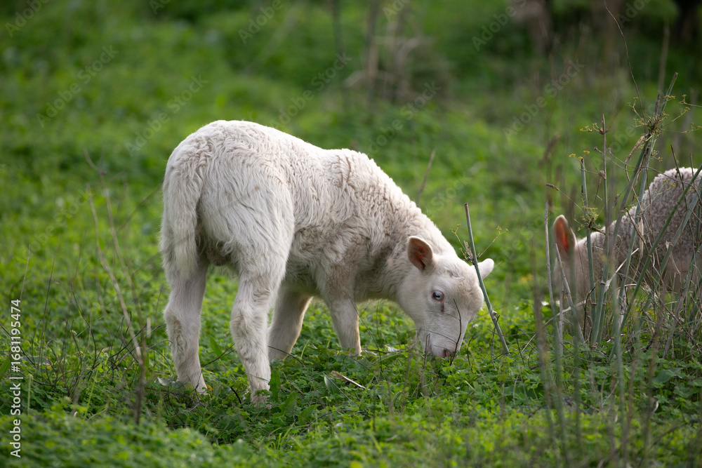 Fototapeta premium lamb