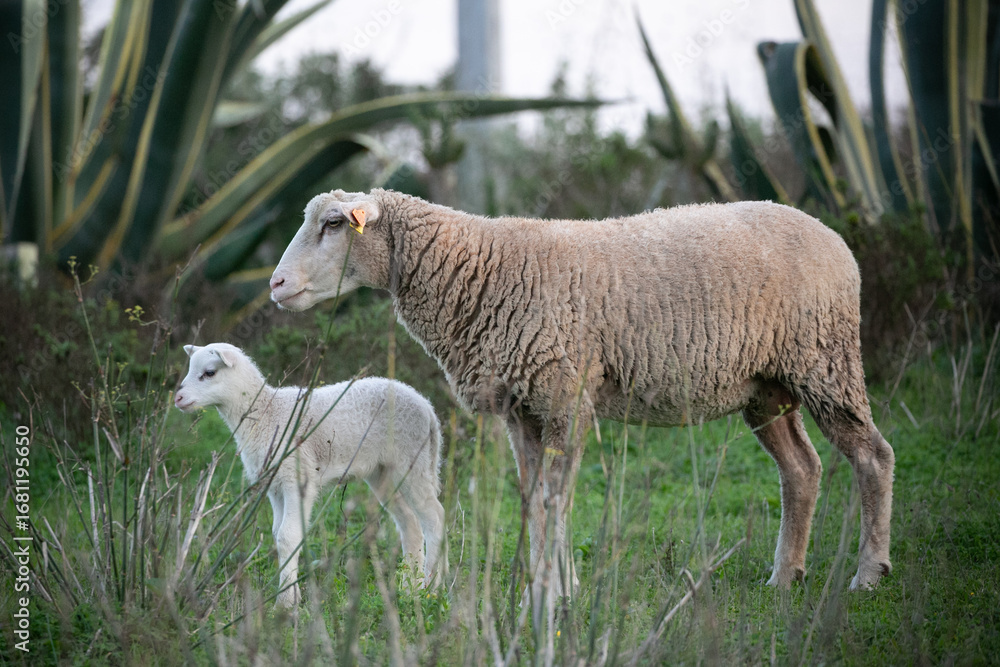Fototapeta premium sheep on a meadow