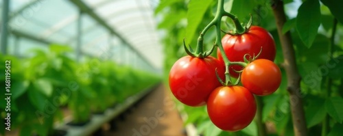 Vibrant tomato bunch, hanging heavy, greenhouse setting, plant, food