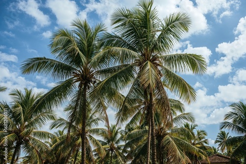 Wallpaper Mural Scenic coconut palms under a bright blue sky on a clear summer morning, perfect for a relaxing holiday. Torontodigital.ca