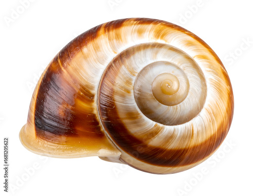 Shell of a snail isolated on transparent background