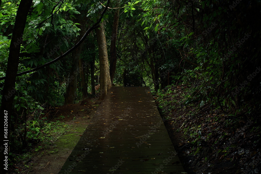 Obraz premium A wooden boardwalk winds through a dense, green forest. The path is surrounded by lush foliage and tall trees, creating a peaceful and immersive nature scene. Perfect for themes of travel, ecotourism,