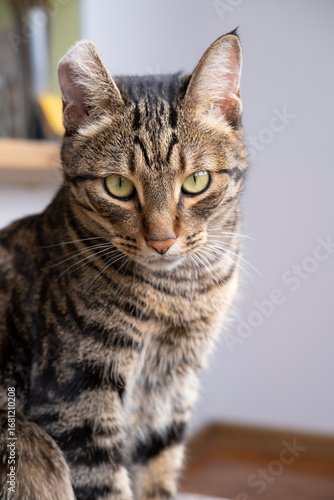 Wallpaper Mural A beautiful cat with a tiger color Torontodigital.ca