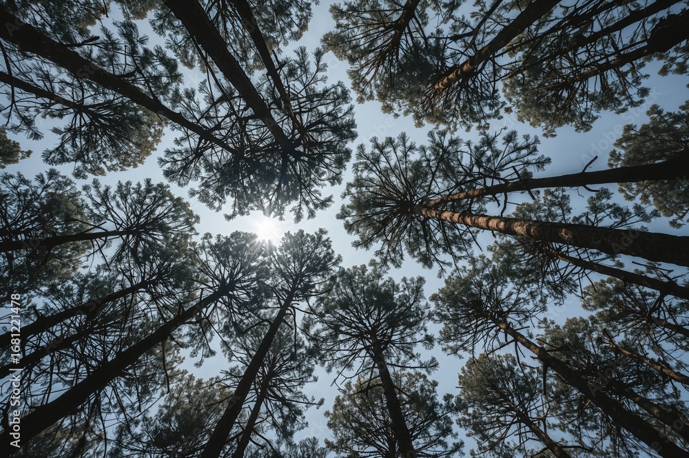 Fototapeta premium Sky obscured by pine tree branches