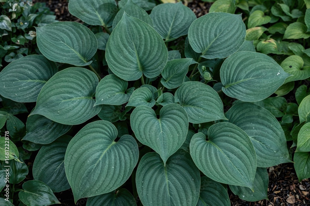 The biggest hosta variety, Plantain Lily 'Empress Wu', features a striking upright cluster of dense, deeply textured dark blue-green foliage and pale violet funnel-like flowers during summer The biggest hosta variety, Plantain Lily 'Empress Wu', features a striking upright cluster of dense, deeply textured dark blue-green foliage and pale violet funnel-like flowers during summer