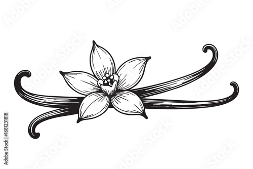 Hand-drawn vanilla flower and pods illustration in vintage engraving style, black and white