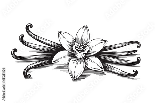 Hand-drawn vanilla flower and pods illustration in vintage engraving style, black and white