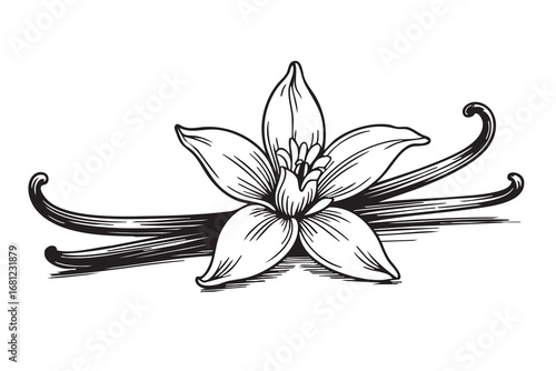 Hand-drawn vanilla flower and pods illustration in vintage engraving style, black and white