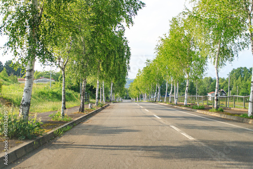 Wallpaper Mural White Birch Trees Lining a Quiet Summer Roadway

 Torontodigital.ca