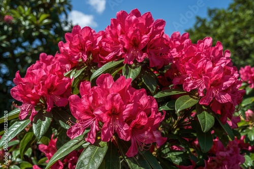 Beautiful rhododendron blossoms at their peak bloom. Bright hues set against rich verdant leaves. The splendor of nature shown in fine detail.