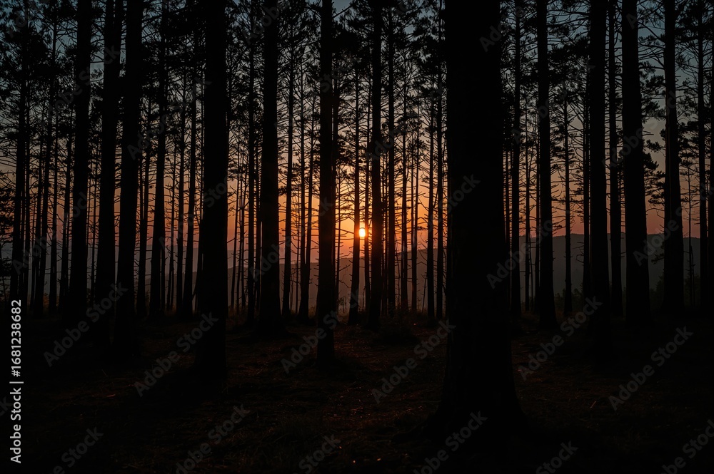 Fototapeta premium Dawn breaking over a forest of pine trees