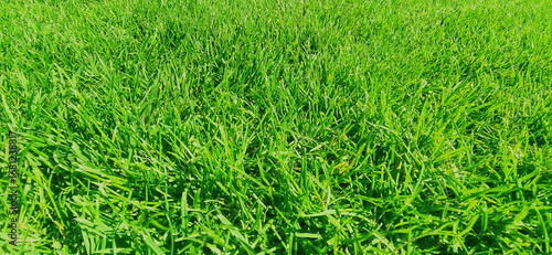 Lush Green Grass Lawn Texture Background in Natural Sunlight