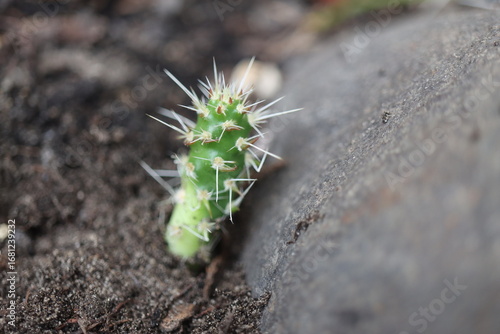 Opuntia polyacantha heacockii Chaffee Co Col 2530 m