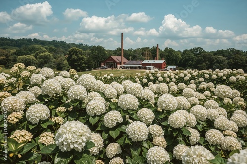 Wallpaper Mural White Hydrangea Shrubs Near a Historic Distillery in the South Torontodigital.ca
