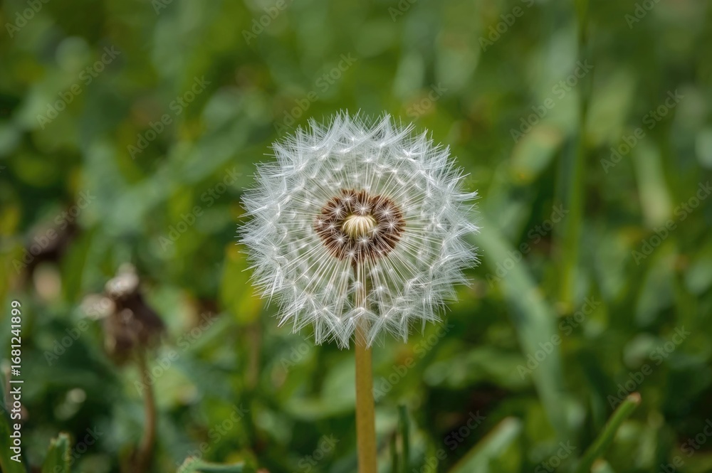 Fototapeta premium Simple White Airy Dandelion