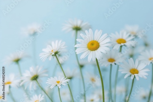 Blue backdrop with white daisy-shaped wheels