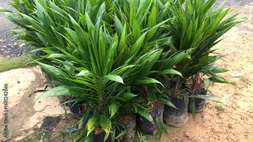 Palm Oil Seedling or Nursery in Central Kalimantan, Borneo, Indonesia