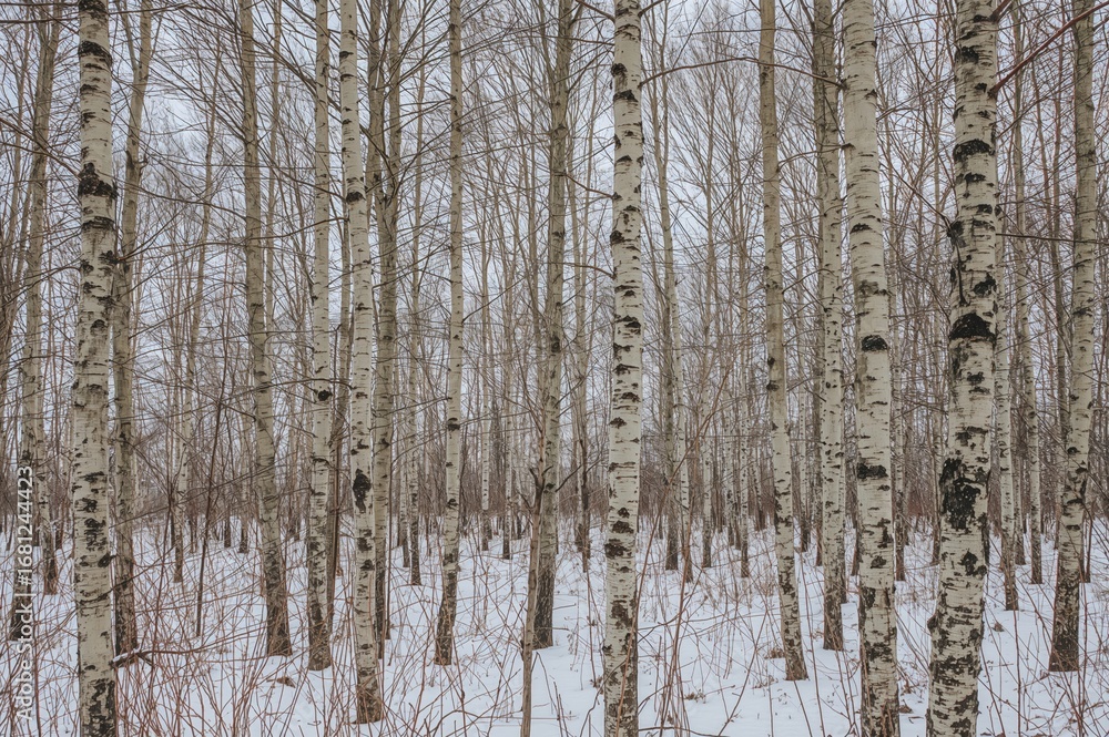 Fototapeta premium Winter forest with birch trees covered in snow