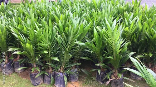 Palm Oil Seedling or Nursery in Central Kalimantan, Borneo, Indonesia