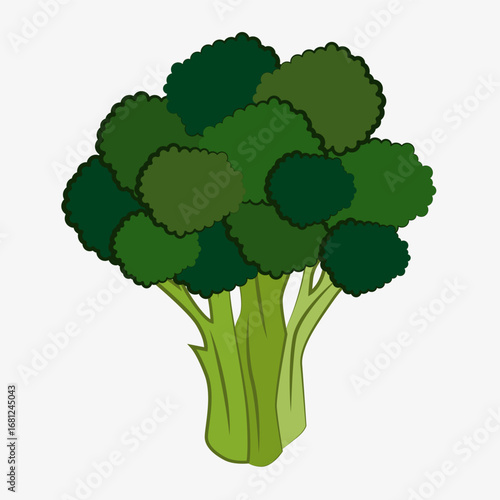 Illustration of broccoli. Image of fresh broccoli with green florets.