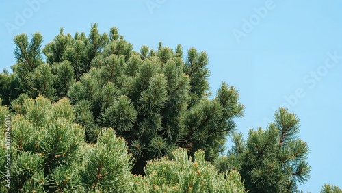 Wallpaper Mural Verdant crown of Cupressus sempervirens featuring brown cones under a clear blue sky. Dense foliage of an evergreen tree. Nature backdrop with ample space for text. Mediterranean flora scene. Torontodigital.ca