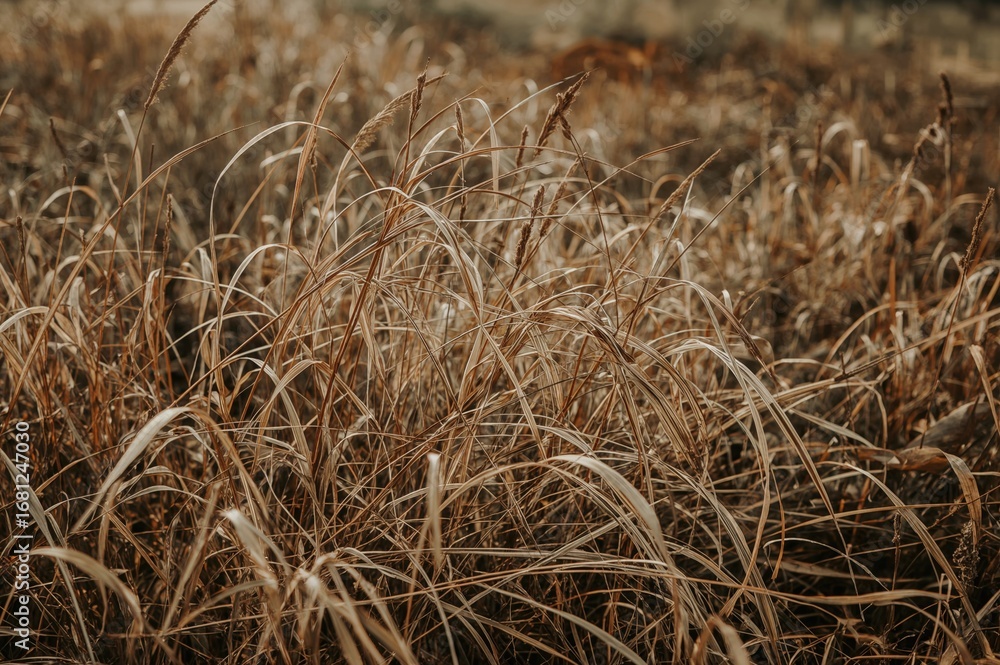 Fototapeta premium Dry Grass in Backyard