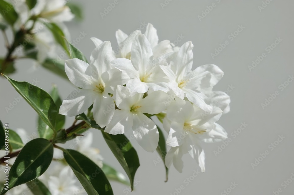 Fototapeta premium Beautiful white oleander blossoms on a flowering shrub