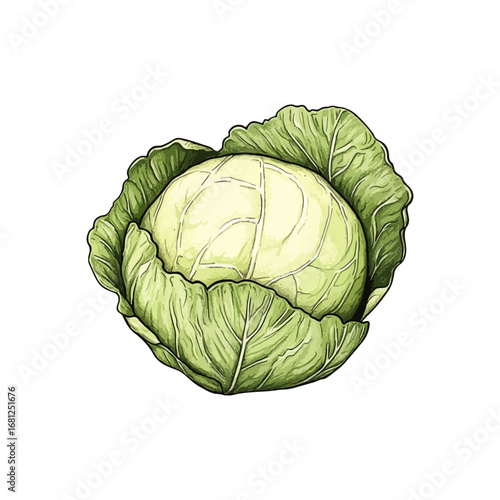 cabbage hand drawn illustration