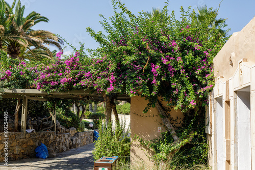 Vibrant purple bougainville...