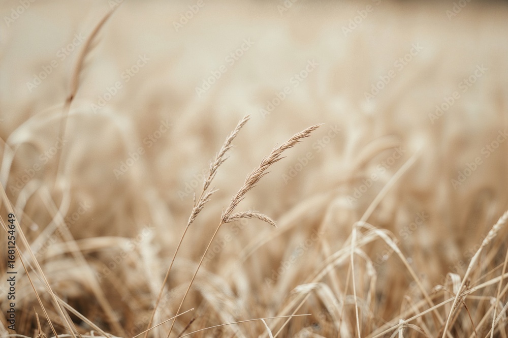 Fototapeta premium Blurred Background of Dry Grass