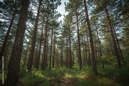 Wallpaper Mural Green-tinted woodland filled with trees Torontodigital.ca