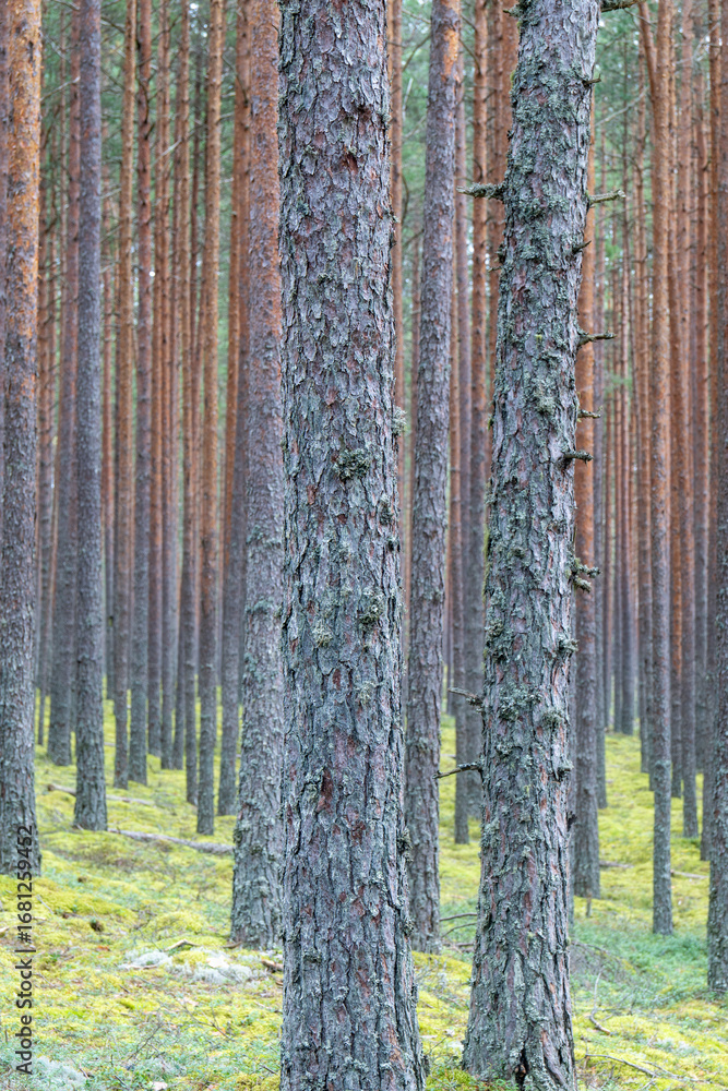 Obraz premium Dense pine forest with straight tall trunks and green mossy ground cover, natural woodland background in summer or autumn season, Latvia