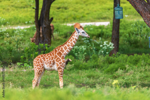 Photography Giraffe in the wild, Fossil Rim Wildlife Center, Texas, USA