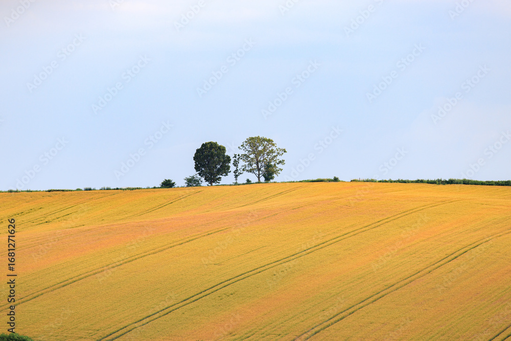 Fototapeta premium The Iconic Parent and Child Tree in Biei, Hokkaido, Japan 