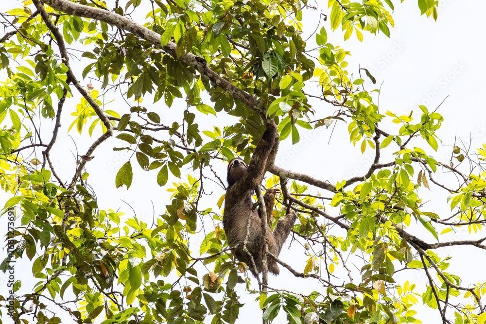 Fototapeta premium Sloth hanging from a tree branch surrounded by lush green leaves in a tropical rainforest setting