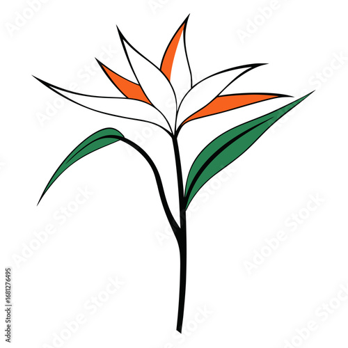 minimal vector illustration strelitzia alba line art on white background