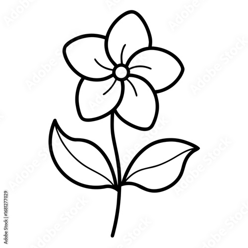 vinca minor line art vector on white background