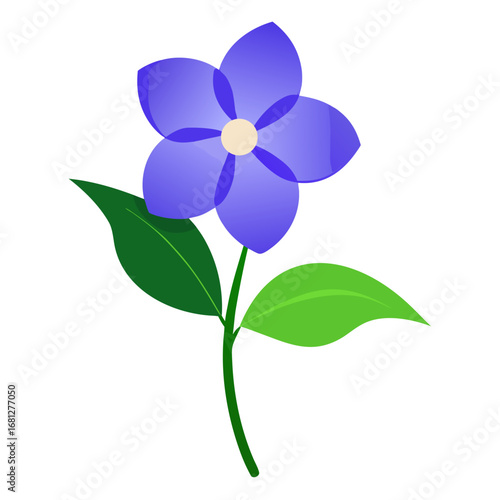 vinca minor vector on white background
