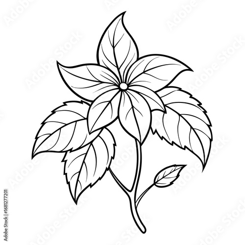 line art  virginia creeper vector illustration on white backgrouund