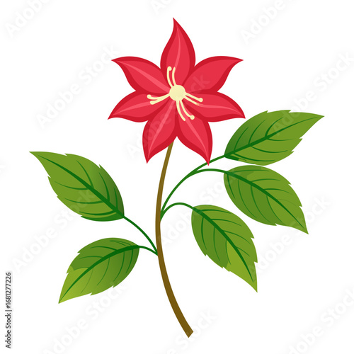 virginia creeper vector on white background