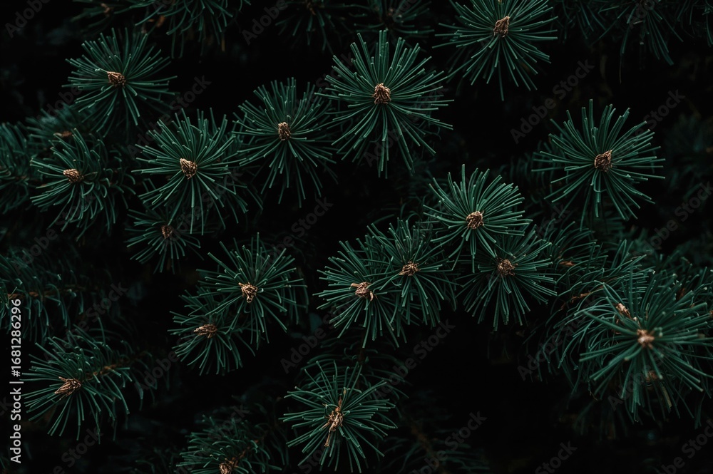 Fototapeta premium Close-up of green pine branches on a festive Christmas backdrop with ample copy space, featuring a stylish dark and moody winter theme.